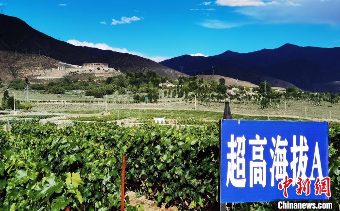 圖為桑日縣種植的葡萄?！∩侥仙Ｈ湛h委宣傳部提供