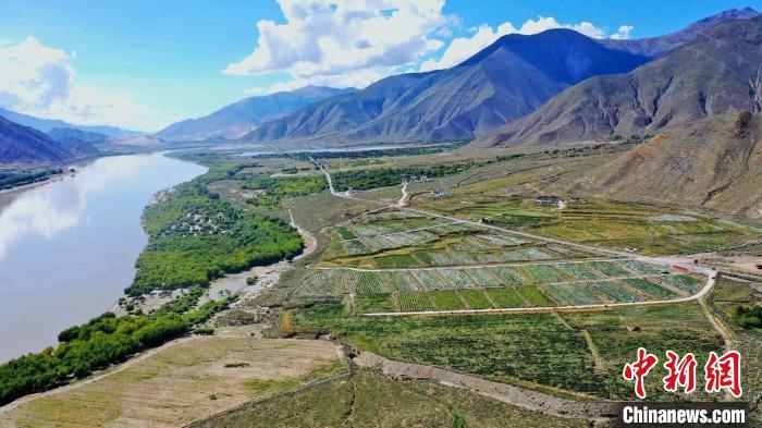 圖為桑日縣葡萄種植基地?！∩侥仙Ｈ湛h委宣傳部提供