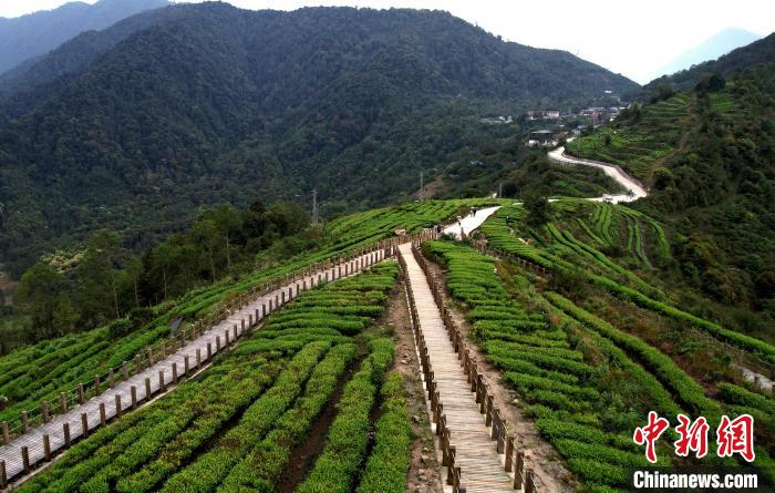 圖為西藏林芝市墨脫縣背崩鄉(xiāng)格林村山頂?shù)木坝^茶園。(無人機照片) 李林 攝