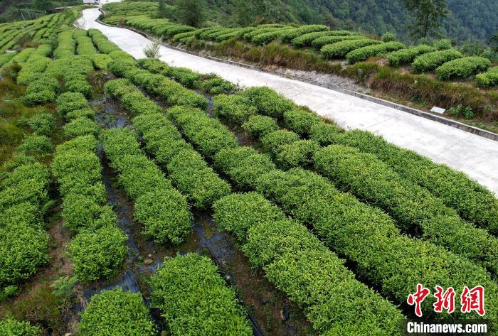圖為西藏林芝市墨脫縣背崩鄉(xiāng)格林村山頂?shù)木坝^茶園。(無人機照片) 李林 攝