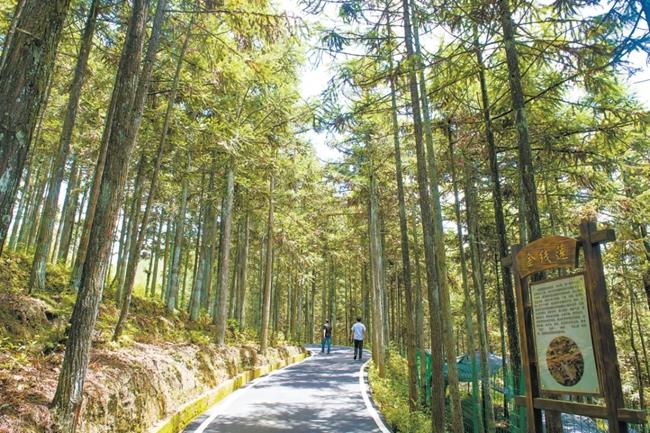 福建周寧縣黃振芳家庭林場。（圖源：央視新聞）