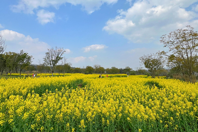 每到油菜花季，就有市民相約到重慶廣陽(yáng)島上踏青賞花。鄒樂攝