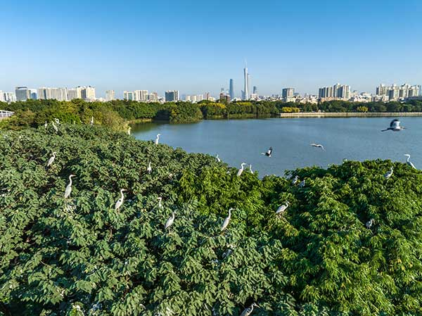 廣州海珠國(guó)家濕地公園一角。公園供圖