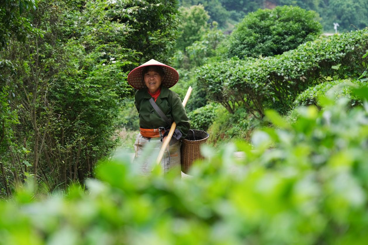 2024年4月24日，湖南省衡陽市耒陽市龍?zhí)伶?zhèn)江頭貢茶葉種植專業(yè)合作社，村民在茶山采摘茶葉，實(shí)現(xiàn)了家門口就業(yè)。