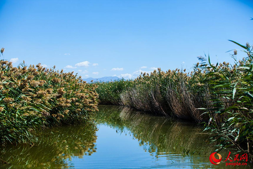 經(jīng)過(guò)治理的烏梁素海風(fēng)景秀美，蘆葦搖曳生姿。人民網(wǎng) 孟佳澍攝
