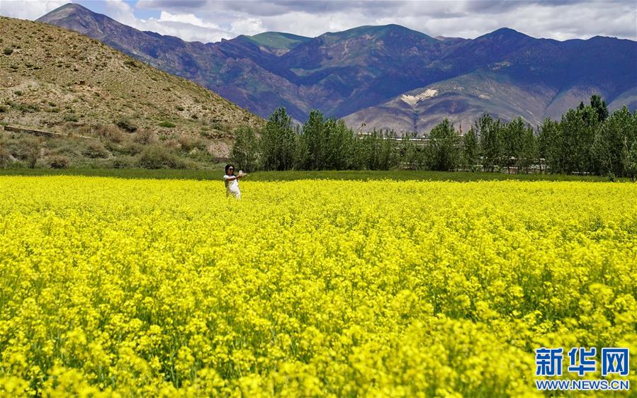 (新華視界)(1)西藏扎囊:油菜花開(kāi)金燦燦