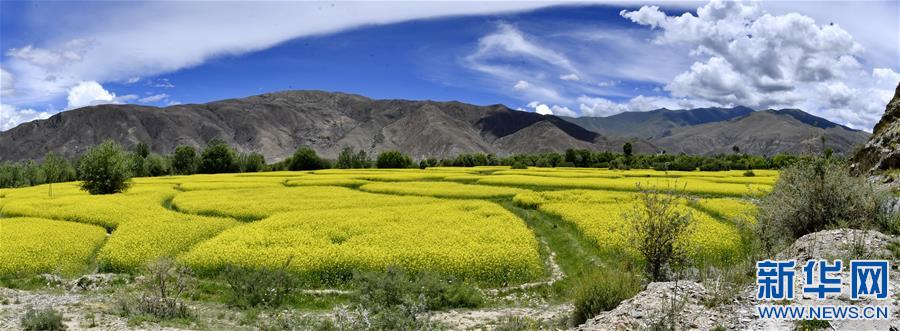 (新華視界)(2)西藏扎囊:油菜花開(kāi)金燦燦
