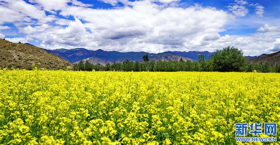 (新華視界)(3)西藏扎囊:油菜花開(kāi)金燦燦