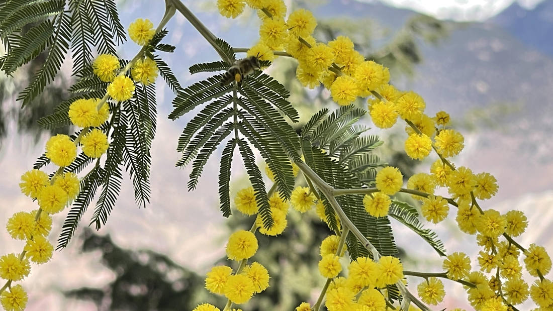 蜜蜂在金合歡花枝上休憩。