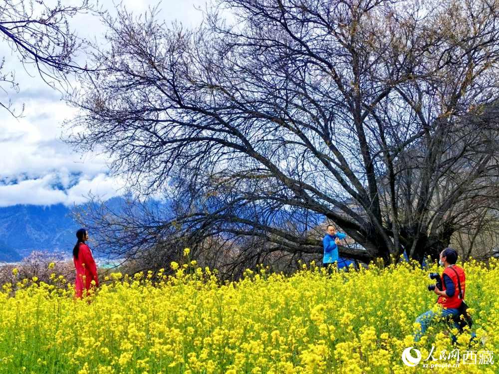 游客在桃花下拍照留念。人民網(wǎng) 李海霞攝