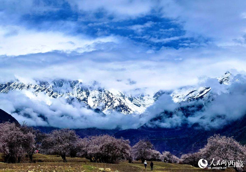 雪山下的桃花。人民網(wǎng) 李海霞攝