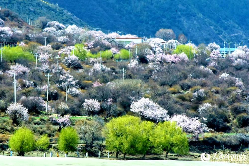 村莊掩映在桃花林中。人民網(wǎng) 李海霞攝