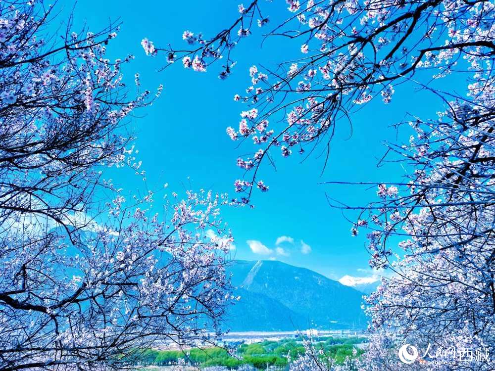 桃花在藍(lán)天白云的映襯下分外好看。人民網(wǎng) 李海霞攝
