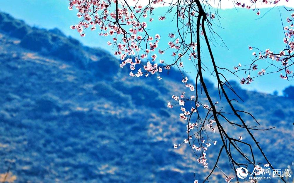 清麗的桃花。人民網(wǎng) 李海霞攝