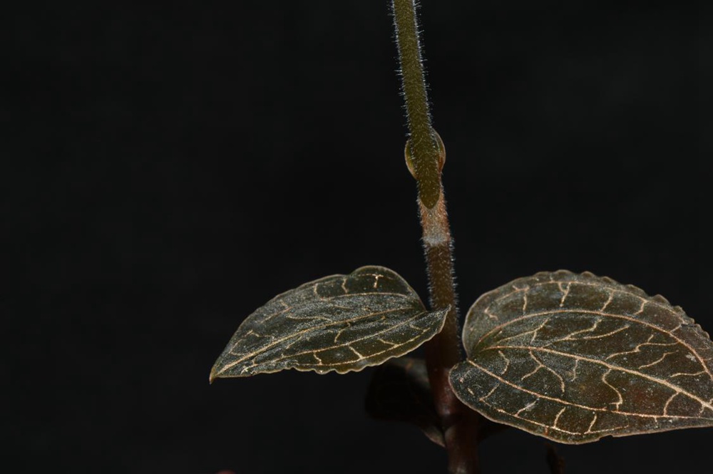 墨脫金線蘭。金效華攝