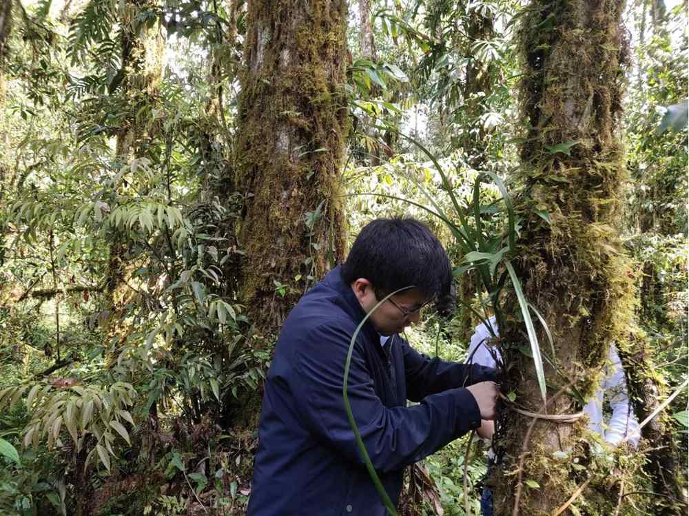 蘭花歸野。圖片由山水自然保護中心提供