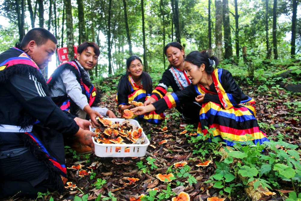村民采摘林芝。次仁央宗攝