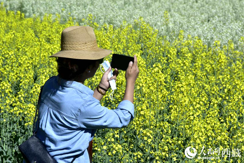 大片油菜花吸引游客到來(lái)。人民網(wǎng) 李海霞攝