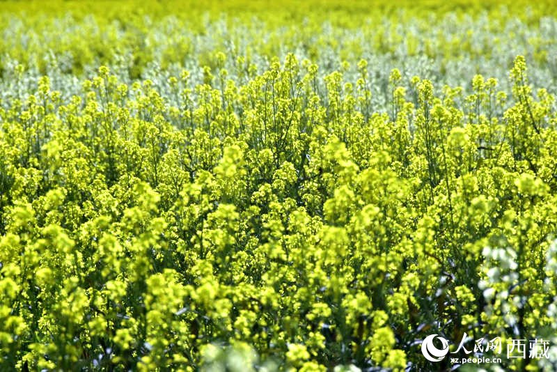 盛開(kāi)的小油菜花。人民網(wǎng) 李海霞攝