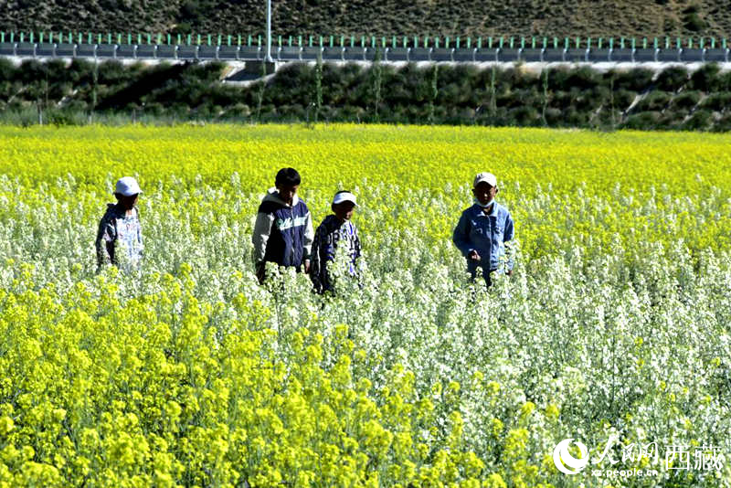 小孩在油菜花田嬉戲。人民網(wǎng) 李海霞攝