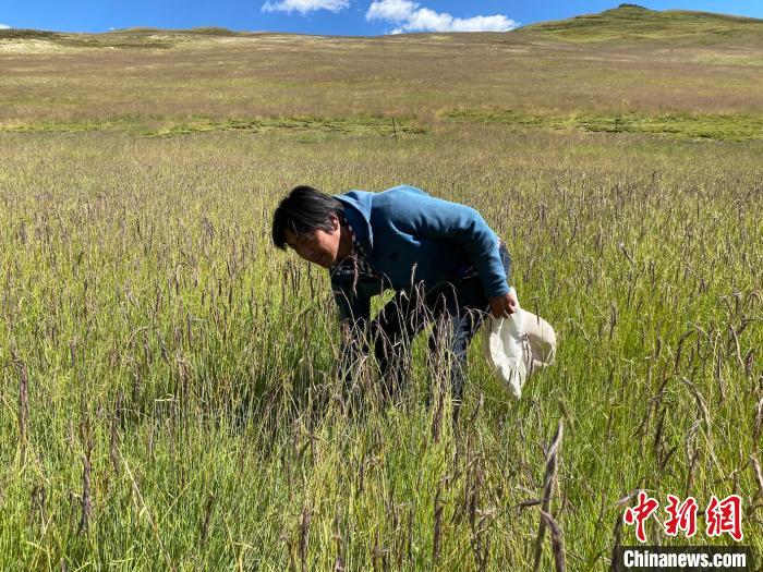 圖為多智正在自家牧場中撿垃圾。　李江寧 攝