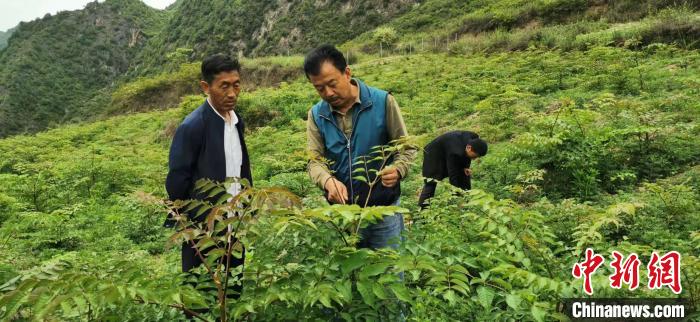 圖為張金利調(diào)研適合阿拉村種植的農(nóng)作物，經(jīng)過不斷改良技術(shù)后，產(chǎn)量大大提高。(資料圖)甘肅省水利廳供圖