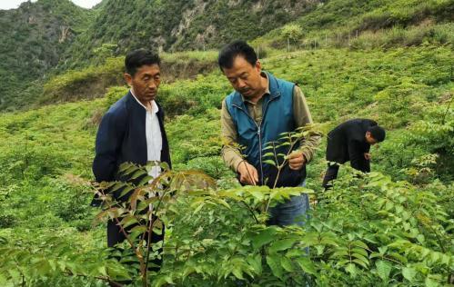 圖為張金利調(diào)研適合阿拉村種植的農(nóng)作物，經(jīng)過不斷改良技術(shù)后，產(chǎn)量大大提高。(資料圖)甘肅省水利廳供圖