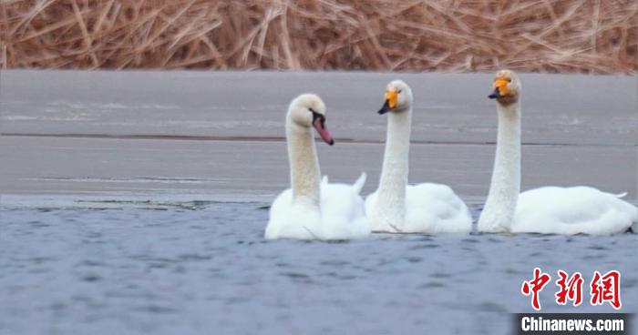 圖為疣鼻天鵝與大天鵝?！∏嗪夜珗@觀鳥協(xié)會供圖 攝