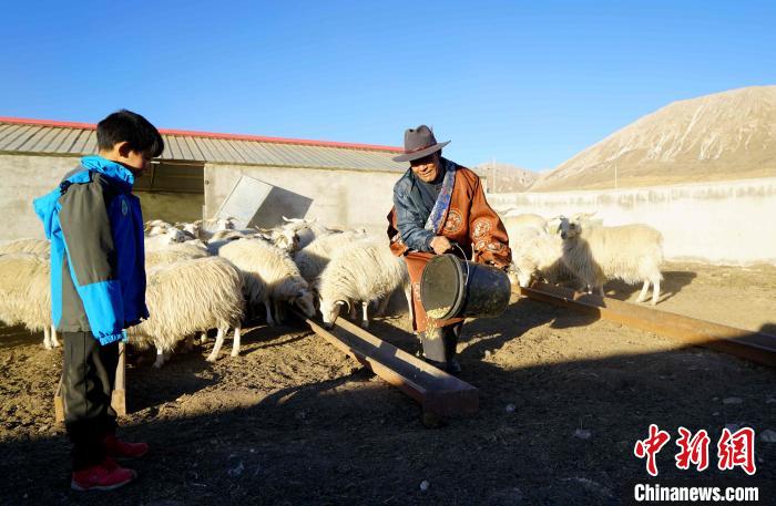 圖為哇保和孫子正在喂羊?！〔彭?xiàng)什姐 攝