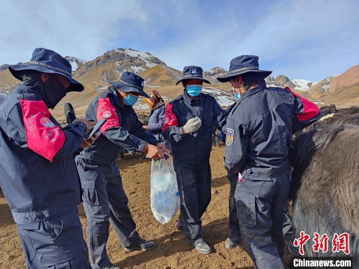 圖為義警隊員協(xié)助工作人員為牦牛接種疫苗?！∏嗪９逯莠斍呖h公安局下大武派出所供圖