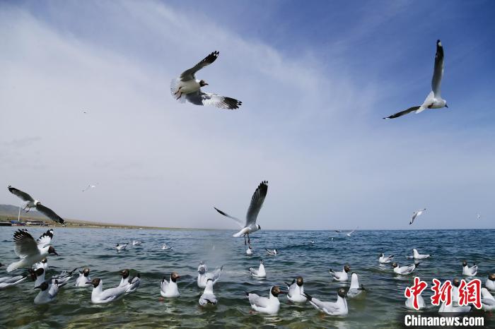 圖為水鳥在青海湖飛翔?！●R銘言 攝