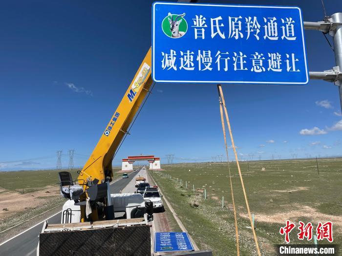 圖為青海省海北州剛察縣設(shè)立的普氏原羚通道警示牌?！∏嗪Ｊ『１敝萑嗣駲z察院供圖