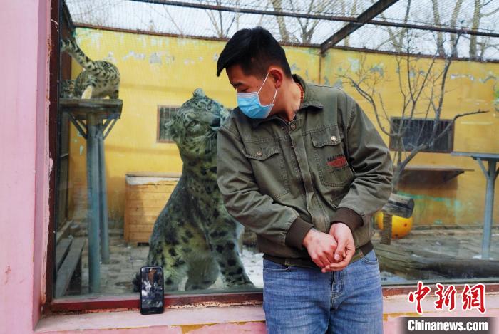 圖為雪豹“奶爸”史壽軍直播休息時(shí)與雪豹互動?！●R銘言 攝