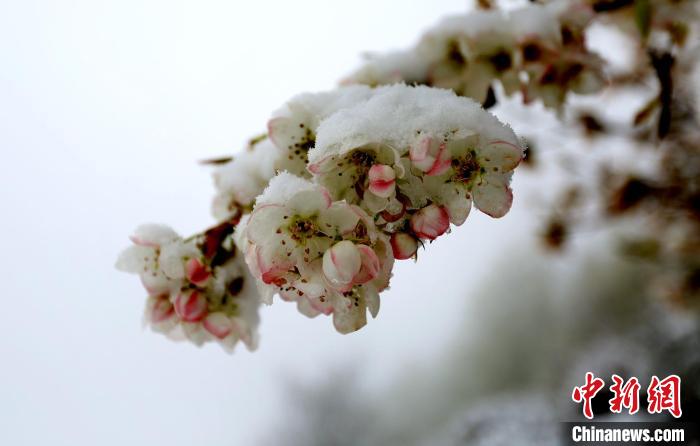 花兒被冰雪覆蓋?！±钣腊?　攝