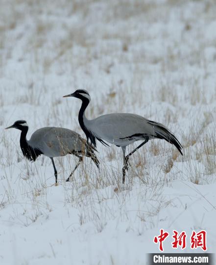 在若爾蓋濕地的蓑羽鶴?！∩袞|機 攝