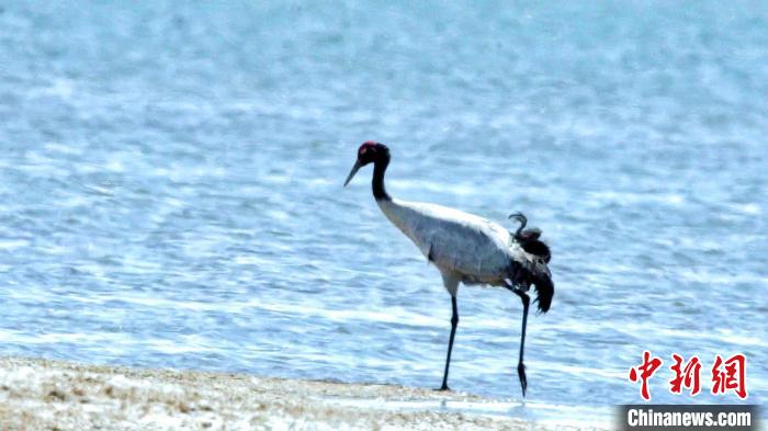 圖為黑頸鶴在青海湖畔散步?！《砣詹囟?攝