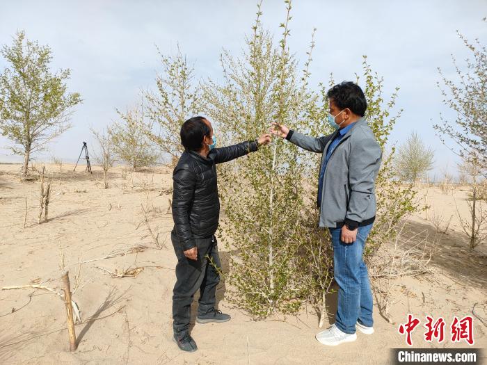 柴達木盆地的護林員：守護，只為那一片綠