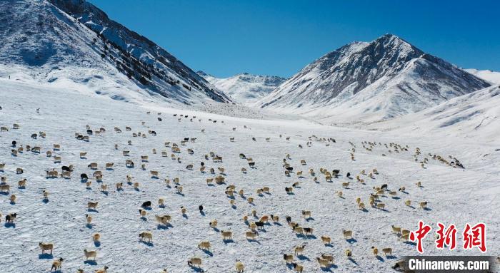 圖為羊群在雪地里覓食?！《继m縣融媒體中心供圖