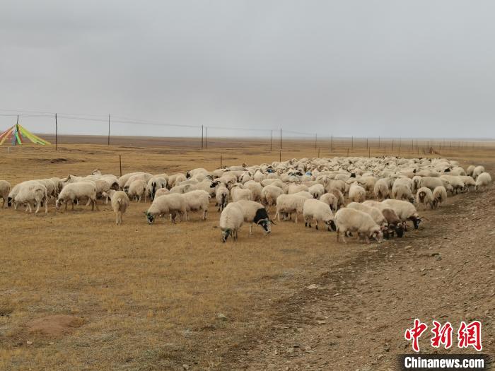 圖為瑪多藏羊?！‖敹嗫h委宣傳部 供圖