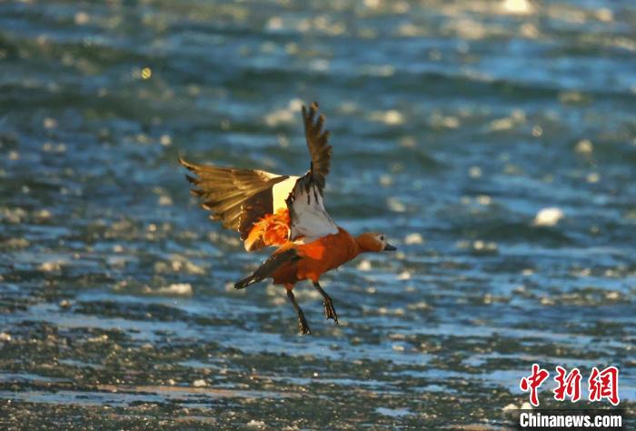 圖為赤麻鴨貼著水面飛行?！“兹斩〔冀?攝