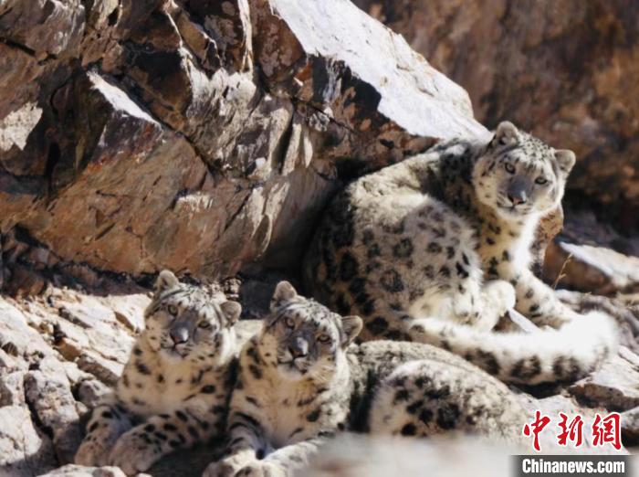 青海都蘭：雪豹、兔猻等多種珍稀野生動(dòng)物亮相