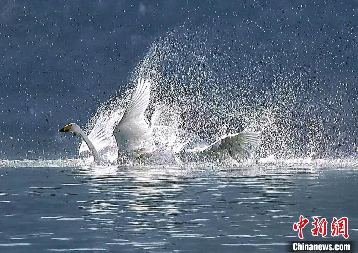 圖為大天鵝在水中嬉戲?！?yán)桉 攝