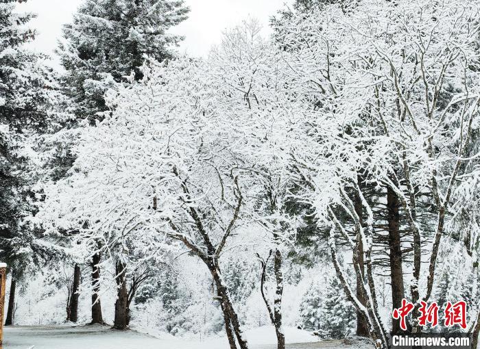 大熊貓國家公園王朗片區(qū)春雪如畫，宛若仙境。　羅春平 攝