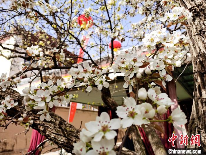 青海尖扎噶達莊園：百年“后花園”梨花盛開，舉目皆春色