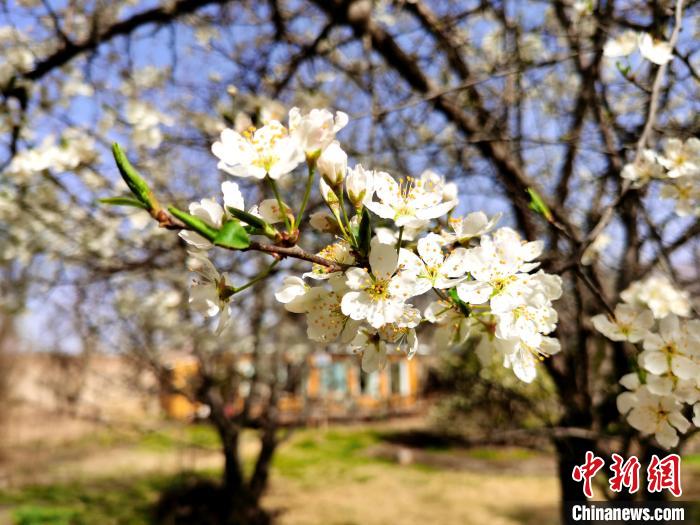 圖為梨花。　張?zhí)砀?攝