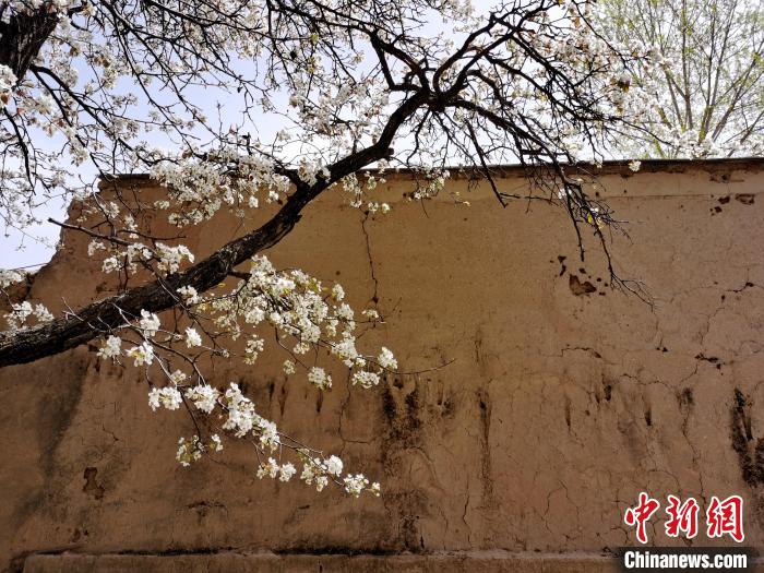 圖為一面土墻旁邊的梨花?！?zhí)砀?攝