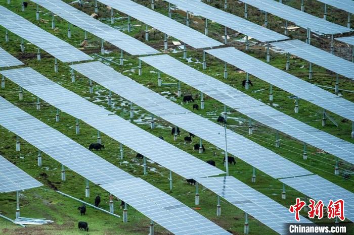 柯拉光伏板距地面高度超過1.8米，可滿足植被生長需要，又能保障牛羊放牧空間，實(shí)現(xiàn)“牧光”互補(bǔ)?！⒅铱?攝
