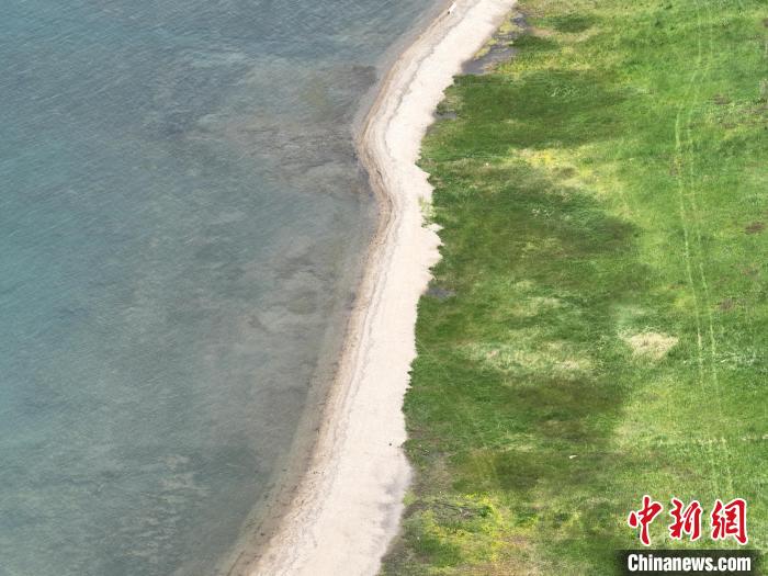 圖為航拍仲夏時(shí)節(jié)，青海湖畔綠茵如毯。　祁增蓓 攝