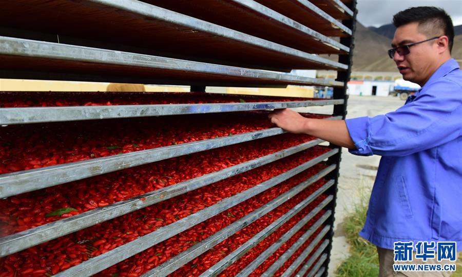 (脫貧攻堅)(2)西藏白朗:發(fā)展枸杞產(chǎn)業(yè)促進村民增收