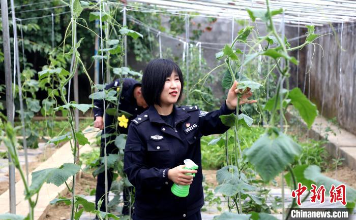 圖為李冬雪在溫室大棚里勞作?！∥鞑爻鋈刖尺叿罊z查總站供圖